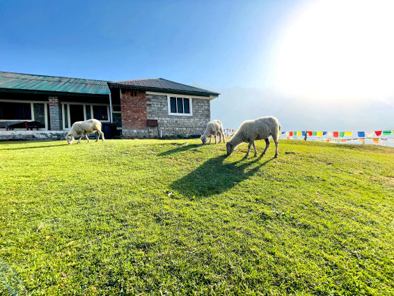 triund mountain lodge